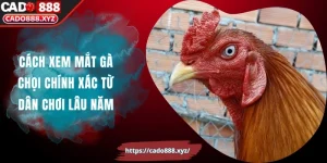 Cách Xem Mắt Gà Chọi Chính Xác Từ Dân Chơi Lâu Năm