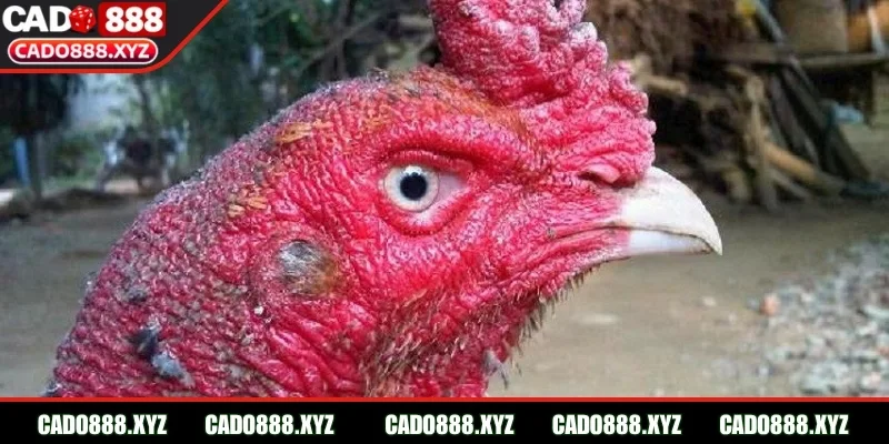 Lý do cần phải biết cách xem mắt gà chọi