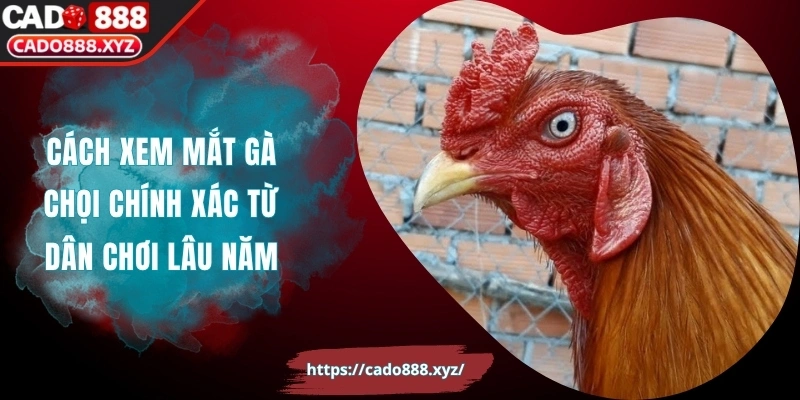 Cách Xem Mắt Gà Chọi Chính Xác Từ Dân Chơi Lâu Năm
