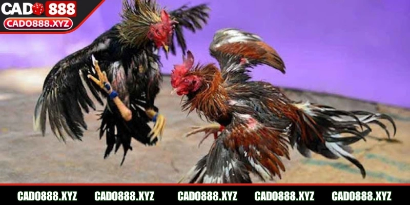 Khám phá về bộ môn đá gà Cado888