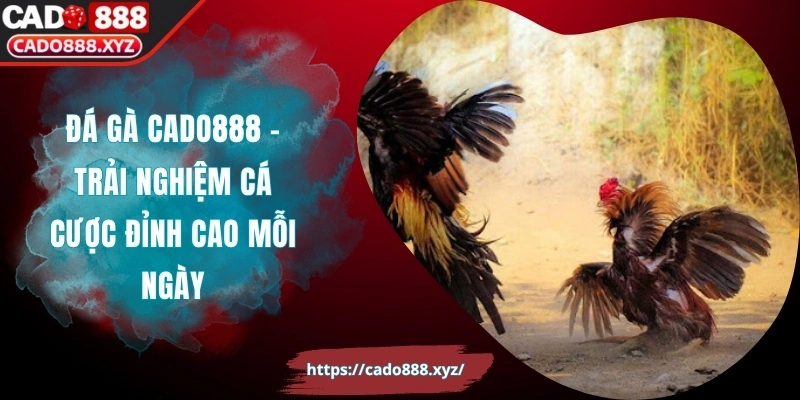 Đá Gà Cado888 – Trải Nghiệm Cá Cược Đỉnh Cao Mỗi Ngày