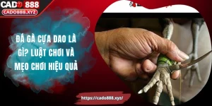 Đá Gà Cựa Dao Là Gì? Luật Chơi Và Mẹo Chơi Hiệu Quả