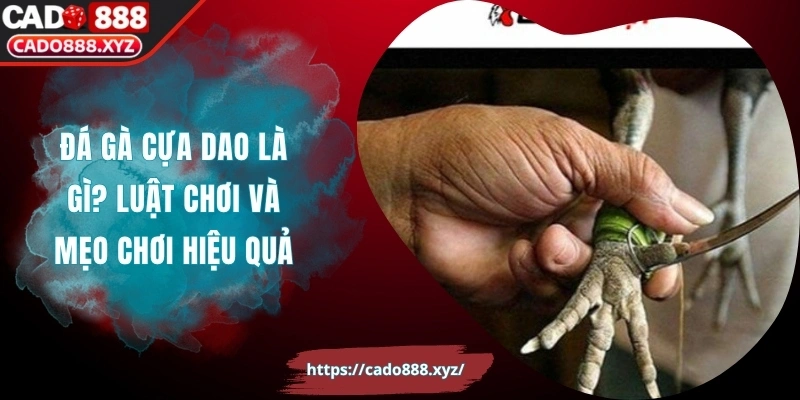 Đá Gà Cựa Dao Là Gì? Luật Chơi Và Mẹo Chơi Hiệu Quả