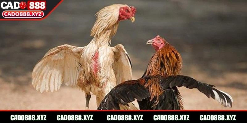 Thông tin sơ lược về đá gà cựa sắt hiện đại