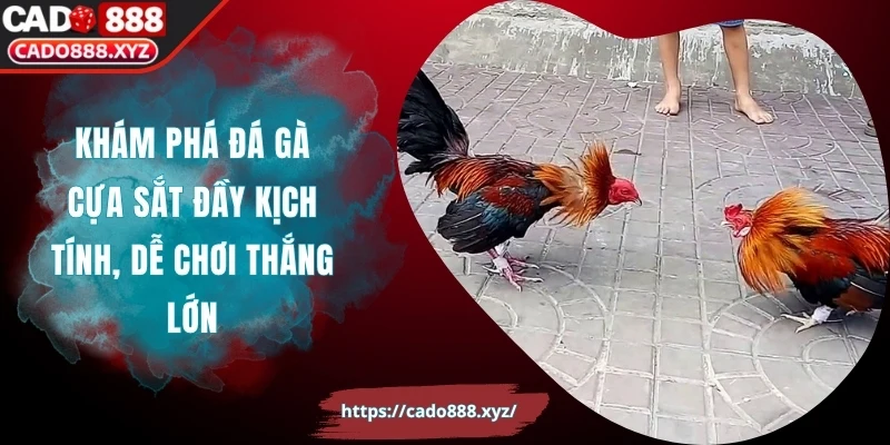 Khám Phá Đá Gà Cựa Sắt Đầy Kịch Tính, Dễ Chơi Thắng Lớn