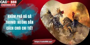 Khám Phá Đá Gà Thomo: Hướng Dẫn Cách Chơi Chi Tiết