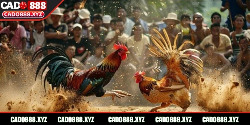Cách phân định và luật chơi của bộ môn