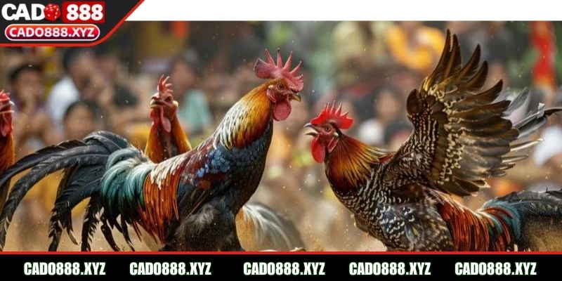 Khám phá về đá gà Thomo