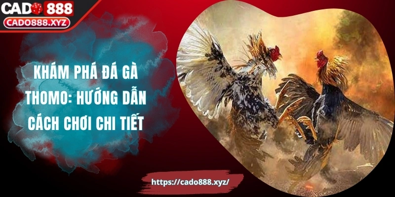 Khám Phá Đá Gà Thomo: Hướng Dẫn Cách Chơi Chi Tiết